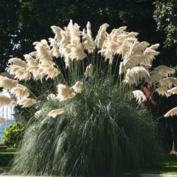 Cortaderia selloana